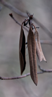 leaves 2026.25 dt