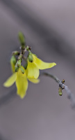 blossom.macro.2026.09 dt