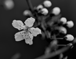 blossom.macro.2026.10 dt bw