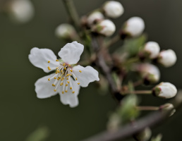blossom.macro.2026.10 dt