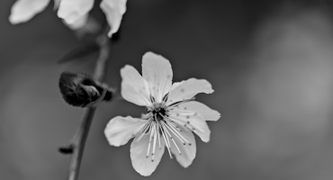 blossom.macro.2026.11 dt bw