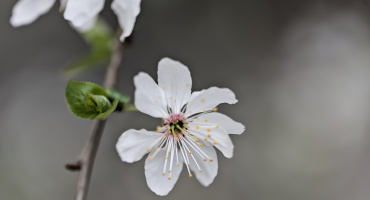 blossom.macro.2026.11 dt