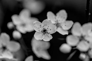blossom.macro.2026.12 dt bw