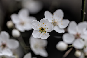 blossom.macro.2026.12 dt