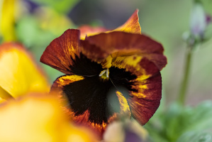 viola 2026.11 dt