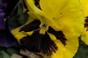 viola 2026.12 dt