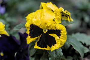 viola 2026.14 dt