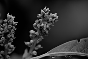 blossom.macro.2026.13 dt bw