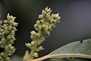 blossom.macro.2026.13 dt