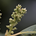blossom.macro.2026.13 dt
