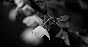 blossom.macro.2026.14 dt bw
