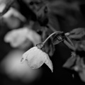 blossom.macro.2026.14 dt bw