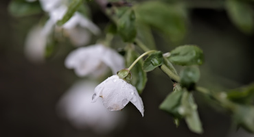 blossom.macro.2026.14 dt