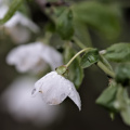 blossom.macro.2026.14 dt