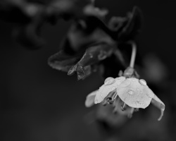 blossom.macro.2026.15 dt bw
