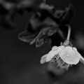 blossom.macro.2026.15 dt bw