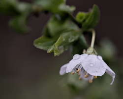 blossom.macro.2026.15 dt
