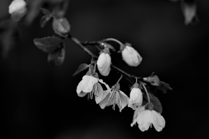 blossom.macro.2026.16 dt bw