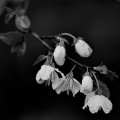 blossom.macro.2026.16 dt bw