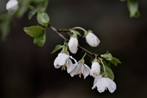 blossom.macro.2026.16 dt