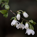 blossom.macro.2026.16 dt