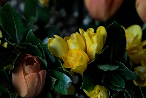 bouquet 2026.03 dt