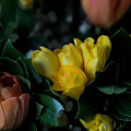 bouquet 2026.03 dt