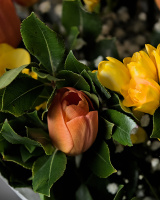 bouquet 2026.04 dt