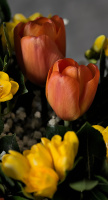 bouquet 2026.05 dt