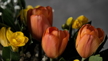 bouquet 2026.06 dt