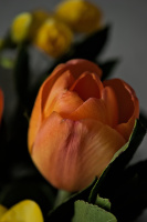 bouquet 2026.10 dt
