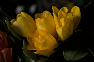 bouquet 2026.11 dt