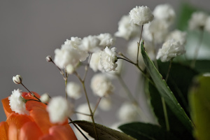 bouquet 2026.12 dt