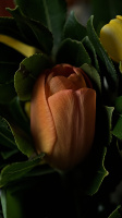 bouquet 2026.14 dt