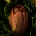 bouquet 2026.14 dt