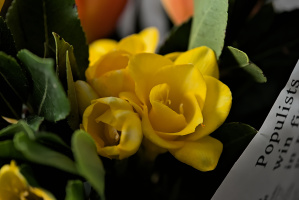bouquet 2026.16 dt