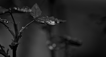 macro 2026.35 dt bw