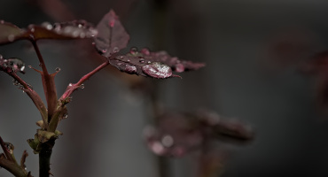 macro 2026.35 dt