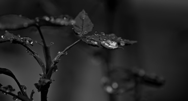 macro 2026.36 dt bw