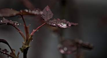 macro 2026.36 dt