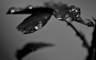 macro 2026.37 dt bw