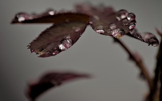 macro 2026.37 dt