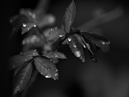 macro 2026.38 dt bw
