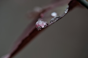 macro 2026.39 dt