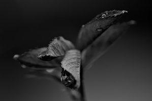 macro 2026.40 dt bw