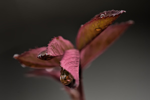 macro 2026.40 dt