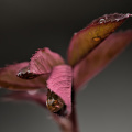 macro 2026.40 dt