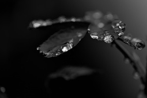 macro 2026.41 dt bw