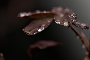 macro 2026.41 dt