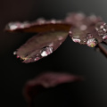 macro 2026.41 dt